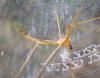 Pedicia littoralis
